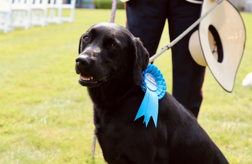 A dog with a blue rosette
